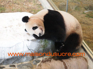 panda1.jpg